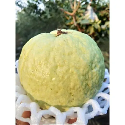 VNR GUVA plant high yield sweet guava variety