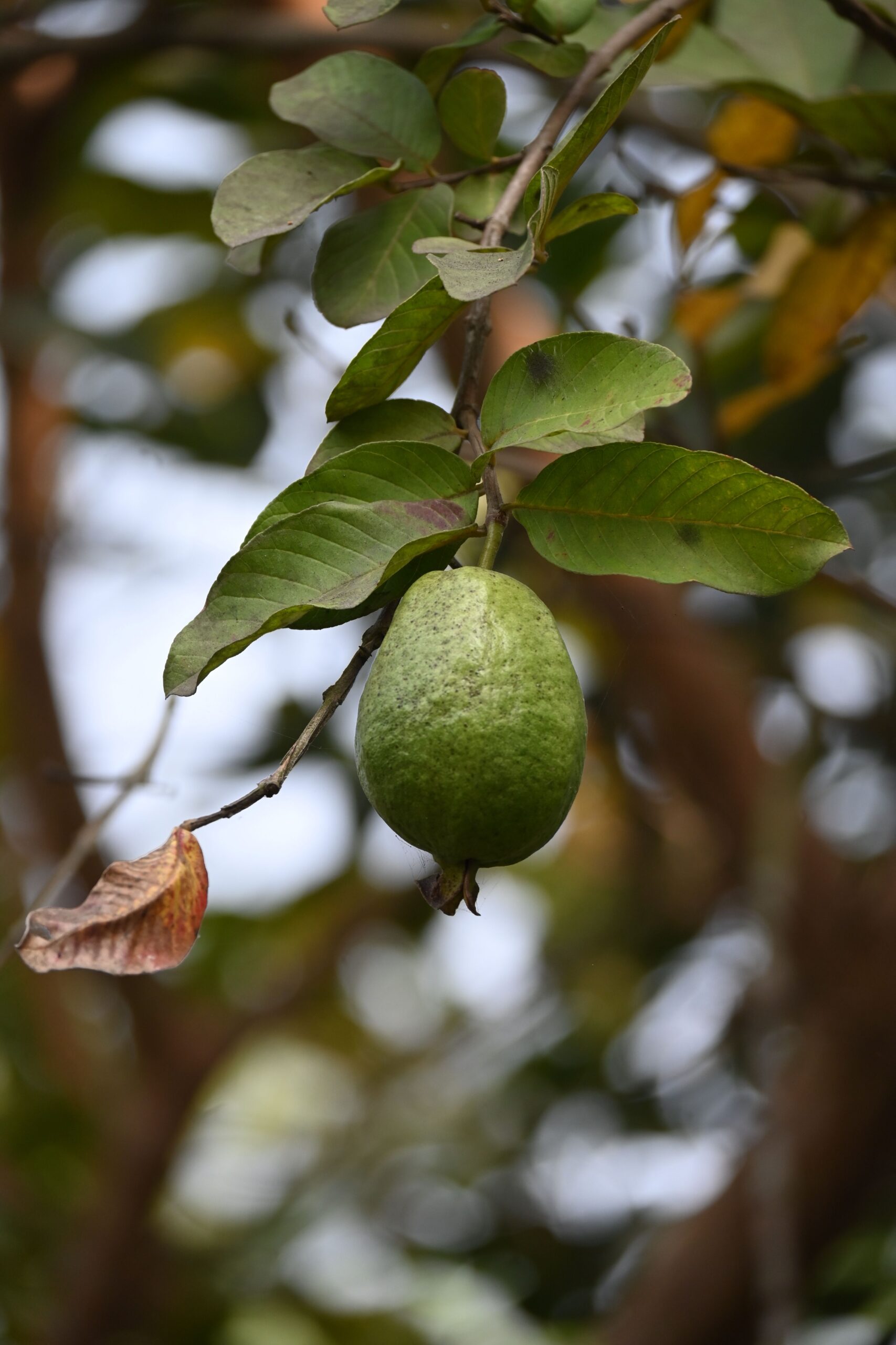 Exotic Fruit Plants Kerala